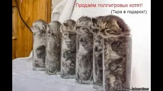 Подборка смешных картинок с котиками