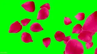 Rose Leaf Down Green screen