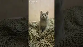 #cat #кот #оскар #котик