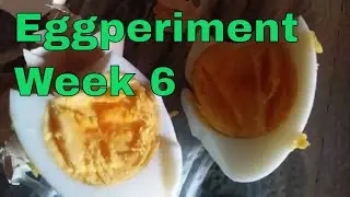 🥚🚫❄️ Eggs Unrefrigerated for 6 Weeks 🕰️(Part 3 of 3) 2024