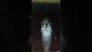 Боевые ДЕЛЬФИНЫ охраняют ЯДЕРНЫЙ арсенал