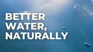 Water Quality Solutions—Our Simple, Natural Way to Improve Water Quality in Your Dam, Lake or Pond