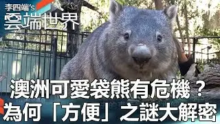 Australia's Cute Wombats in Crisis? The mystery of why it's “convenient” is solved.