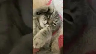 Sweet cat sleeping