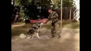 Маламут - послушание