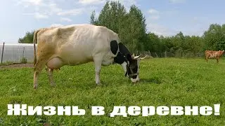 Бетономешалка "Вихрь", птичий грипп наступает, воспитываем коров, деревенские будни!