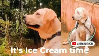 Ice cream time | Labrador retriever eat Ice Cream for first time | 