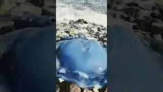 Огромные медузы в Эгейском море/Bы такие видели?Я нет