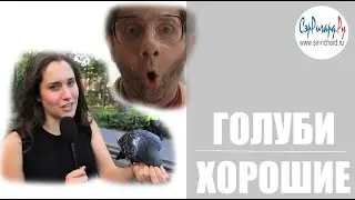 Голуби хорошие