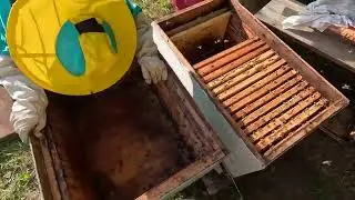 перевозка  пересадка пчёл