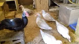 Поилка для индоуток.