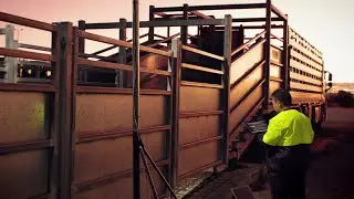 5G and AI make counting cattle easy as 1, 2, 3 for smart farms of the future
