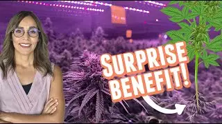 How Supplemental LED Lighting Boosts Cannabis Growth and Water Efficiency