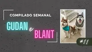 COMPILADO #11 GUDAN O HUSKY