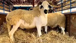 A successful journey in fattening Eid sheep at the lowest cost Hawalli Sardi