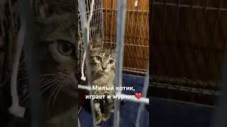 МИЛЫЙ КОТИК ИГРАЕТ и МУРЧИТ #житомир #кошкииринышевчук #иринашевчуккотики #жизньскошками