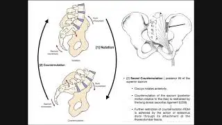 The Sacroiliac Joint | Sacral Nutation and Counter-nutation