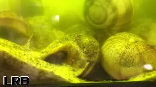Buried! What are These Shellies Doing? Neolamprologus Multifasciatus