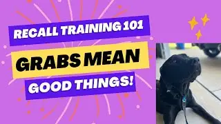 Recall Training 101: Teaching Your Dog That Grabs Mean Good Things!