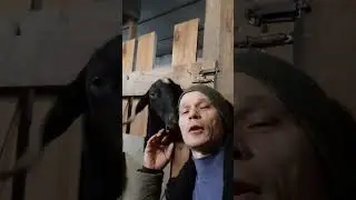 козьи ласки