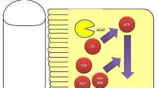 METABOLISMO DEL COLESTEROL PARTE 1 - ACTUALIZADO