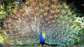 Beautiful Peacock showing feathers dance vs scream | Indian peafowl bird peacock sound four K