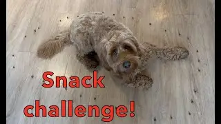Labradoodle vs. Snack Challenge!