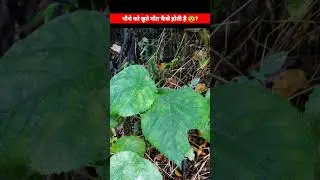 क्यों इस पौधे को छूते ही लोक मौत की दुआएं मांगते हैं 😱 #shorts #youtubeshorts #facts