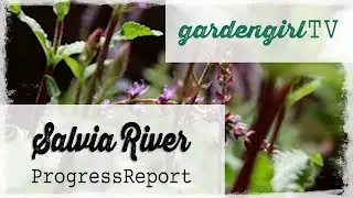 Salvia River Progress Report