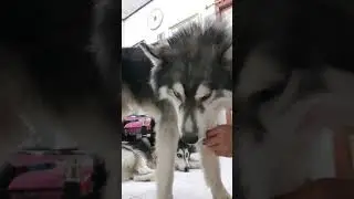 Dog training collar 