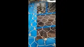 Secured Punch Test For Double Twisted Hexagonal Mesh Gabions. IS 16014 . #testing #machine #shorts