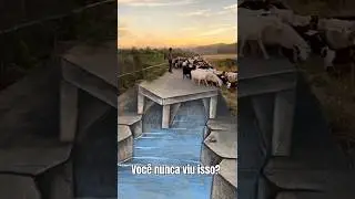 VOCÊ NUNCA. VIU ISSO ANTES