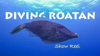 Diving ROATAN - Compil Plongée