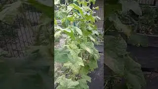 Во время периода ожидания после обработки огурцов квадрисом утилизирую урожай. #огурцы #огород