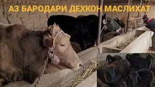 АЗ БАРОДАРИ ДЕХКОН МАЪЛУМОТ ДАР БОРАИ БУКАПАРВАРИ ва ГУФАНД ПАРВАРИ ХАТМАН БИНЕД