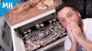 7 años! Mi primer hormiguero entra en su etapa final | Hormigas Alpha Messor barbarus