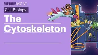 Cytoskeleton: Components, Functions & Role in Cell Division (Full Lesson) | Sketchy MCAT