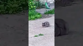 a million cats