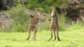 Kangaroo Boxing Fight - Life Story - Caters TV #2