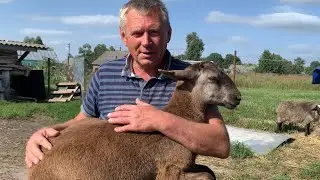 New addition to our herd! Katum sheep! Trip to Livny!