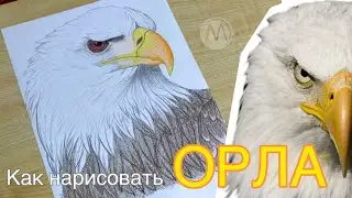 Как нарисовать ОРЛА поэтапно / Рисуем орла / как нарисовать голову орла / EAGLE drawing