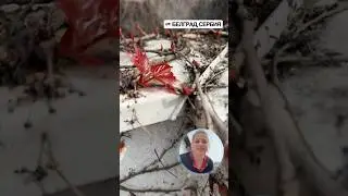 КРАСОТА МИРА 