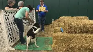Princeton Novice Barn Hunt Q 12-3-17