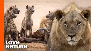 Lone Lion Faces Down 9 Hyenas to Defend The Pride’s Kill | Love Nature