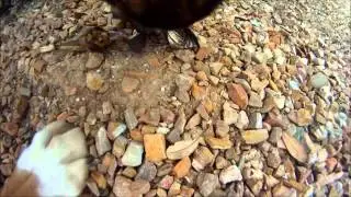 Collar Cam.wmv