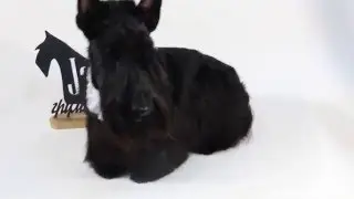 стрижка скотч терьера