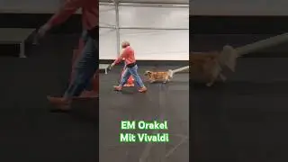 EM Orakel #emorakel #em #emdeutschland #em2024 #hunde #barßel #saterland #ammerland #cloppenburg