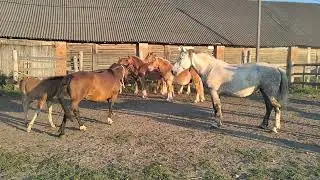 Загоняем кобыл жеребец ждет