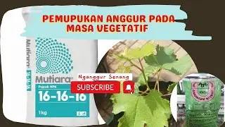 Pemupukan Anggur Pada Masa Vegetatif || Pertumbuhan Vigor || Pecinta Anggur