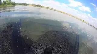 Медвежка 23 07 13